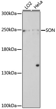 Western blot analysis of extracts of various cell lines using SON Polyclonal Antibody at 1:1000 dilution.