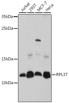 Western blot analysis of extracts of various cell lines using RPL37 Polyclonal Antibody at 1:1000 dilution.