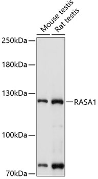 Western blot analysis of extracts of various cell lines using RASA1 Polyclonal Antibody at 1:1000 dilution.