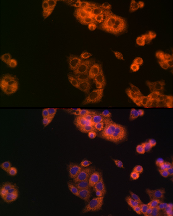 Immunofluorescence analysis of HepG2 cells using BCAT1 Polyclonal Antibody at dilution of 1:100 (40x lens). Blue: DAPI for nuclear staining.