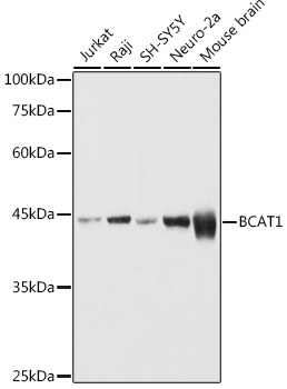 Western blot analysis of extracts of various cell lines using BCAT1 Polyclonal Antibody at 1:1000 dilution.