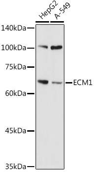 Western blot analysis of extracts of various cell lines using ECM1 Polyclonal Antibody at 1:1000 dilution.