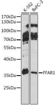 Western blot analysis of extracts of various cell lines using FFAR1 Polyclonal Antibody at 1:1000 dilution.