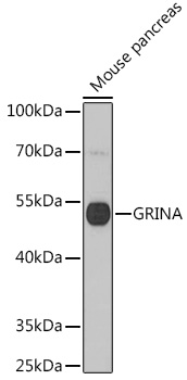 Western blot analysis of extracts of Mouse pancreas using GRINA Polyclonal Antibody at 1:1000 dilution.