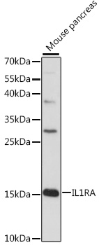 Western blot analysis of extracts of mouse pancreas using IL1RA Polyclonal Antibody at 1:1000 dilution.