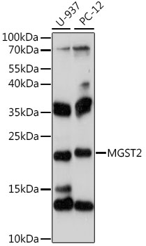 Western blot analysis of extracts of various cell lines using MGST2 Polyclonal Antibody at 1:1000 dilution.