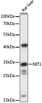 Western blot analysis of extracts of rat liver using NIT1 Polyclonal Antibody at 1:1000 dilution.