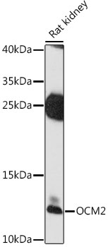 Western blot analysis of extracts of rat kidney using OCM2 Polyclonal Antibody at 1:1000 dilution.