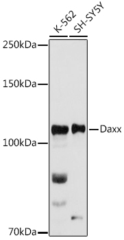 Western blot analysis of extracts of various cell lines using Daxx Polyclonal Antibody at 1:500 dilution.