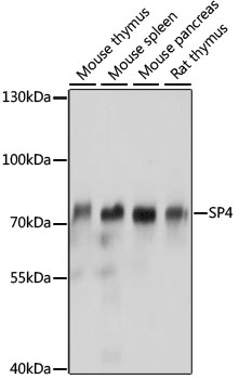 Western blot analysis of extracts of various cell lines using SP4 Polyclonal Antibody at 1:1000 dilution.