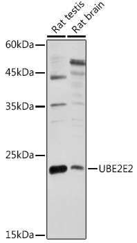 Western blot analysis of extracts of various cell lines using UBE2E2 Polyclonal Antibody at 1:1000 dilution.