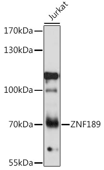 Western blot analysis of extracts of Jurkat cells using ZNF189 Polyclonal Antibody at 1:1000 dilution.