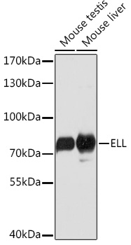 Western blot analysis of extracts of various cell lines using ELL Polyclonal Antibody at1:1000 dilution.