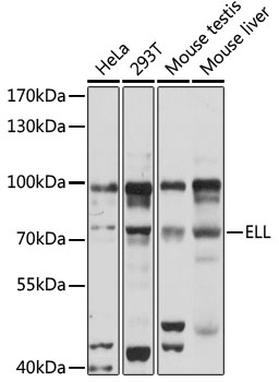 Western blot analysis of extracts of various cell lines using ELL Polyclonal Antibody at 1:1000 dilution.