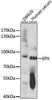 Western blot analysis of extracts of various cell lines using EPX Polyclonal Antibody at 1:1000 dilution.