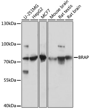 Western blot analysis of extracts of various cell lines using BRAP Polyclonal Antibody at 1:3000 dilution.