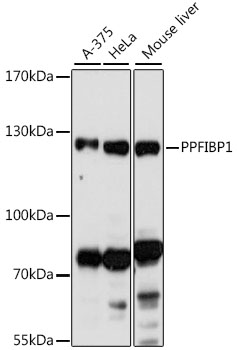 Western blot analysis of extracts of various cell lines using PPFIBP1 Polyclonal Antibody at 1:1000 dilution.