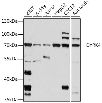 Western blot analysis of extracts of various cell lines using DYRK4 Polyclonal Antibody at 1:1000 dilution.