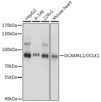 Western blot analysis of extracts of various cell lines using DCAMKL1/DCAMKL1/DCLK1 Polyclonal Antibody at 1:1000 dilution.