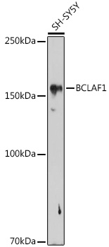 Western blot analysis of extracts of SH-SY5Y cells using BCLAF1 Polyclonal Antibody at 1:1000 dilution.