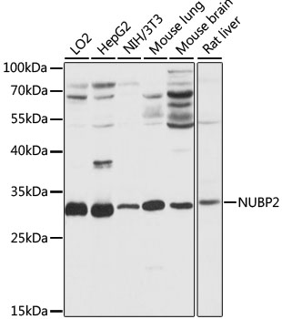 Western blot analysis of extracts of various cell lines using NUBP2 Polyclonal Antibody at 1:1000 dilution.