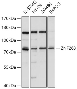 Western blot analysis of extracts of various cell lines using ZNF263 Polyclonal Antibody at 1:1000 dilution.