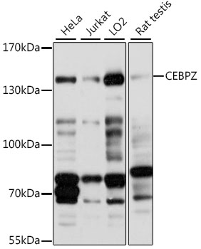 Western blot analysis of extracts of various cell lines using CEBPZ Polyclonal Antibody at 1:1000 dilution.