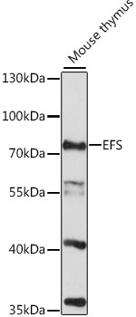 Western blot analysis of extracts of mouse thymus using EFS Polyclonal Antibody at 1:1000 dilution.