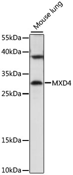 Western blot analysis of extracts of mouse lung using MXD4 Polyclonal Antibody at 1:1000 dilution.