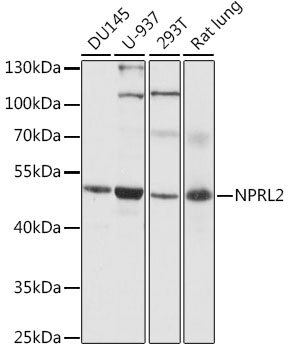 Western blot analysis of extracts of various cell lines using NPRL2 Polyclonal Antibody at 1:1000 dilution.