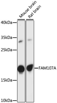 Western blot analysis of extracts of various cell lines using FAM107A Polyclonal Antibody at 1:1000 dilution.