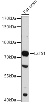 Western blot analysis of extracts of Rat brain using LZTS1 Polyclonal Antibody at 1:3000 dilution.