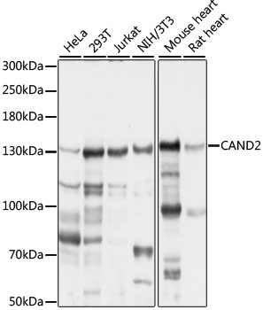 Western blot analysis of extracts of various cell lines using CAND2 Polyclonal Antibody at 1:1000 dilution.