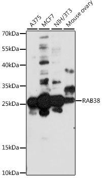 Western blot analysis of extracts of various cell lines using RAB38 Polyclonal Antibody at 1:1000 dilution.