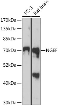 Western blot analysis of extracts of various cell lines using NGEF Polyclonal Antibody at 1:1000 dilution.