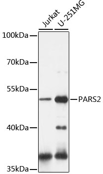 Western blot analysis of extracts of various cell lines using PARS2 Polyclonal Antibody at 1:1000 dilution.