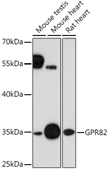 Western blot analysis of extracts of various cell lines using GPR82 Polyclonal Antibody at1:1000 dilution.