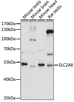 Western blot analysis of extracts of various cell lines using SLC2A8 Polyclonal Antibody at 1:1000 dilution.