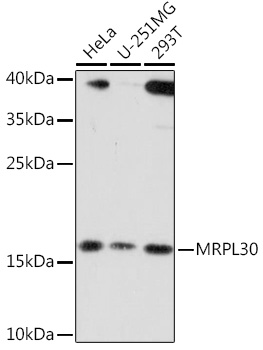 Western blot analysis of extracts of various cell lines using MRPL30 Polyclonal Antibody at1:3000 dilution.