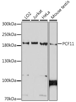 Western blot analysis of extracts of various cell lines using PCF11 Polyclonal Antibody at 1:1000 dilution.