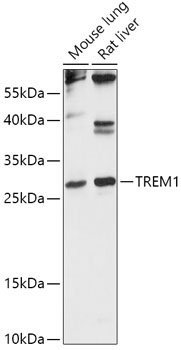 Western blot analysis of extracts of various cell lines using TREM1 Polyclonal Antibody at 1:500 dilution.