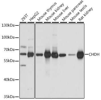 Western blot analysis of extracts of various cell lines using CHDH Polyclonal Antibody at 1:1000 dilution.