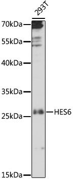 Western blot analysis of extracts of 293T cells using HES6 Polyclonal Antibody at 1:1000 dilution.