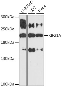 Western blot analysis of extracts of various cell lines using KIF21A Polyclonal Antibody at 1:1000 dilution.