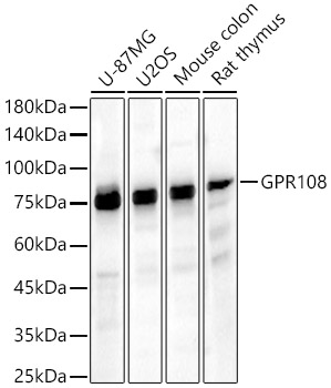 Western blot analysis of various lysates using GPR108 Polyclonal Antibody at 1:2000 dilution.