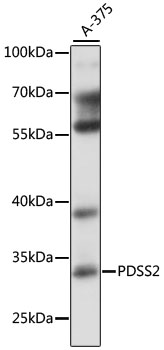 Western blot analysis of extracts of A-375 cells using PDSS2 Polyclonal Antibody at 1:1000 dilution.