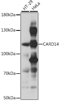 Western blot analysis of extracts of various cell lines using CARD14 Polyclonal Antibody at 1:1000 dilution.