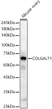 Western blot analysis of Mouse ovary using COLGALT1 Polyclonal Antibody at 1:1000 dilution.