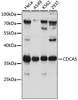 Western blot analysis of extracts of various cell lines using CDCA5 Polyclonal Antibody at 1:1000 dilution.