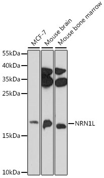 Western blot analysis of extracts of various cell lines using NRN1L Polyclonal Antibody at 1:1000 dilution.